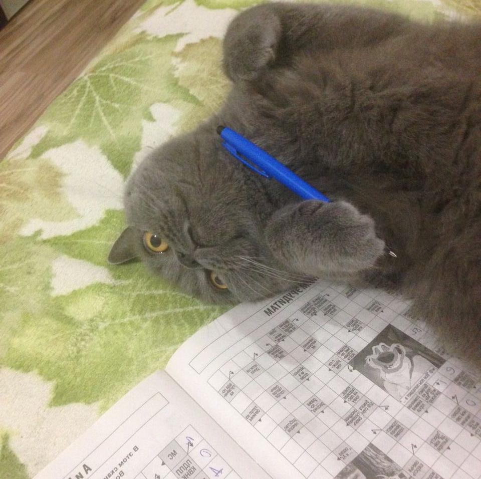 История одного кота